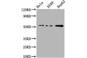 Western Blot Positive WB detected in: Hela whole cell lysate, A549 whole cell lysate, HepG2 whole cell lysate All lanes: CD47 antibody at 1:2000 Secondary Goat polyclonal to rabbit IgG at 1/50000 dilution Predicted band size: 36, 32, 34 kDa Observed band size: 55 kDa (Recombinant CD47 antibody)