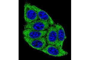 Confocal immunofluorescent analysis of PLD5 Antibody (C-term) (ABIN655545 and ABIN2845054) with 293 cell followed by Alexa Fluor?
