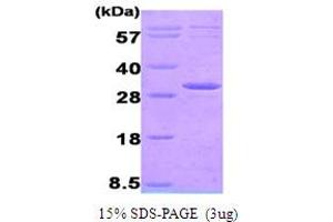 SDS-PAGE (SDS) image for Adenylate Kinase 3 (AK3) (AA 1-223) protein (His tag) (ABIN666626) (Adenylate Kinase 3 Protein (AK3) (AA 1-223) (His tag))