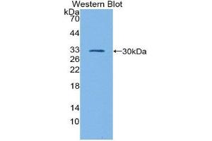 Western Blotting (WB) image for anti-GATA Binding Protein 1 (Globin Transcription Factor 1) (GATA1) (AA 20-265) antibody (ABIN1980404)