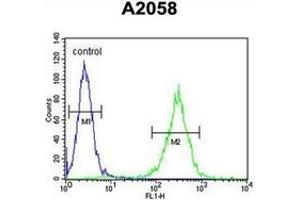 Flow cytometric analysis of A2058 cells using 17-beta-HSD12 / HSD17B12 Antibody (Center) Cat. (HSD17B12 antibody  (Middle Region))