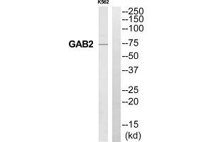 Western Blotting (WB) image for anti-GRB2-Associated Binding Protein 2 (GAB2) (Internal Region) antibody (ABIN1852550) (GAB2 antibody  (Internal Region))