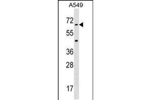 Western blot analysis in A549 cell line lysates (35ug/lane). (STK35 antibody  (AA 374-404))