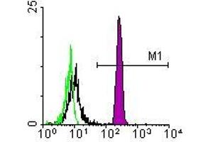 Image no. 1 for anti-Monocyte/Granulocyte antibody (ABIN135480) (Monocyte/Granulocyte antibody)