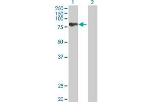 Western Blot analysis of SPHK2 expression in transfected 293T cell line by SPHK2 MaxPab polyclonal antibody.