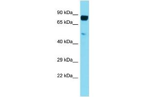 Western Blotting (WB) image for anti-Leukocyte Immunoglobulin-Like Receptor, Subfamily B (With TM and ITIM Domains), Member 5 (LILRB5) (C-Term) antibody (ABIN2791055) (LILRB5 antibody  (C-Term))