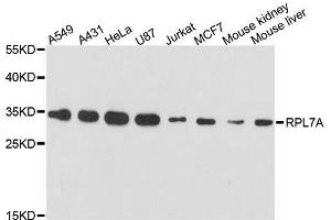 Western blot analysis of extracts of various cell lines, using RPL7A antibody. (RPL7A antibody  (AA 1-266))