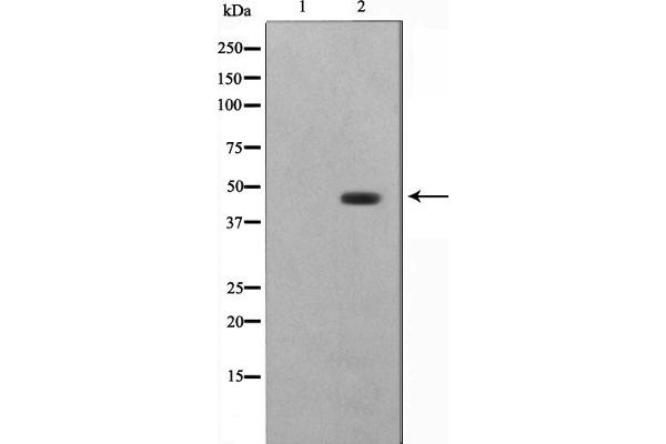 DNAJB1 anticorps  (C-Term)