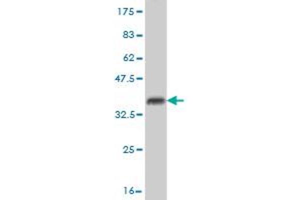 USP14 antibody  (AA 395-494)