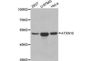 Western blot analysis of extracts of various cell lines, using ATXN10 antibody. (Ataxin 10 antibody  (AA 346-475))
