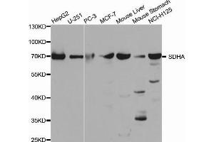 Western blot analysis of extracts of various cell lines, using SDHA antibody. (SDHA antibody  (AA 385-664))