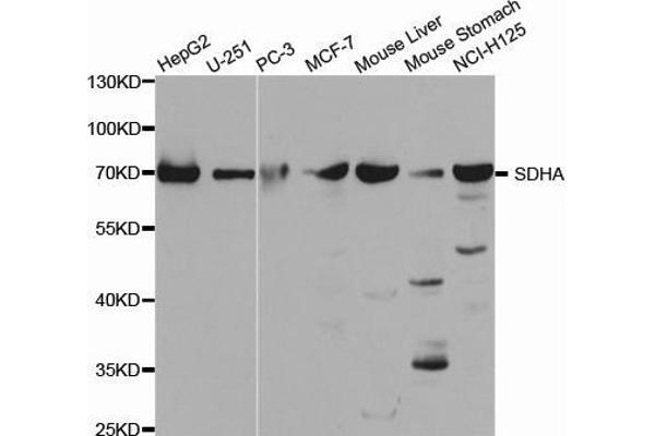 SDHA antibody  (AA 385-664)