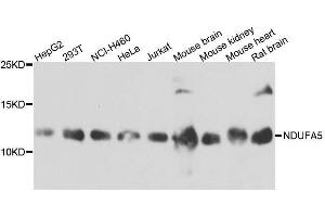 Western blot analysis of extracts of various cell lines, using NDUFA5 antibody. (NDUFA5 antibody  (AA 1-116))