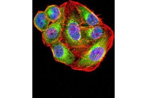 Immunofluorescence analysis of hela cells using GLUL mouse mAb (green). (GLUL antibody  (AA 2-121))