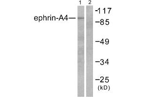 Western blot analysis of extracts from HepG2 cells, using Ephrin-A4 antibody (ABIN5976388).