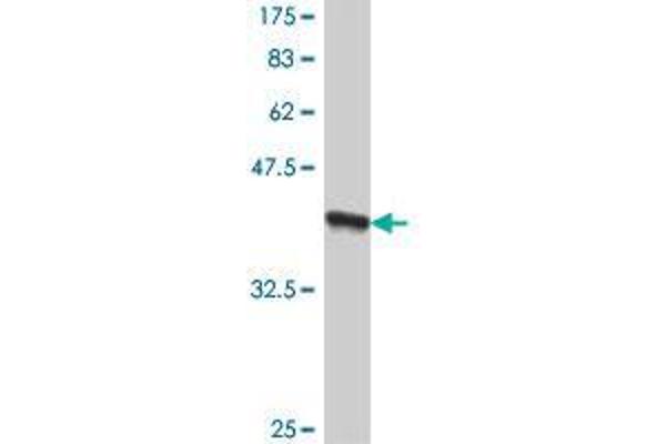 RFT1 antibody  (AA 211-320)