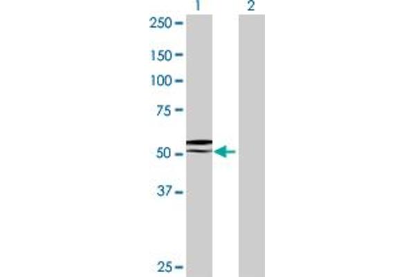 gGT6 antibody  (AA 1-493)