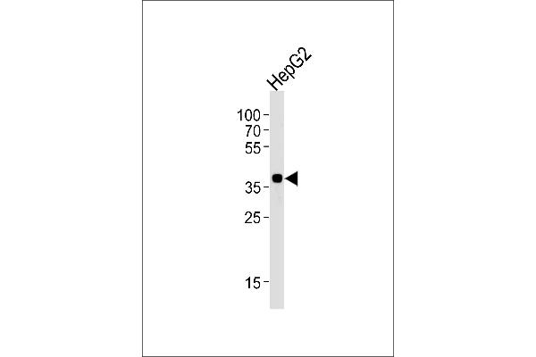 OR2M7 antibody  (C-Term)