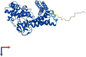 AlphaFold protein structure predicition of Mouse Recombinant Smyd1 Protein, UniprotID P97443 (SMYD1 Protein (AA 1-490) (His tag))