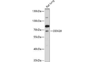 Western blot analysis of extracts of Rat lung, using DDX28 antibody (ABIN7266693) at 1:1000 dilution. (DDX28 antibody  (AA 371-540))