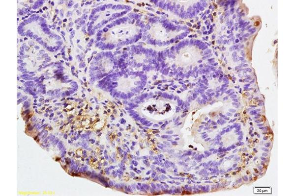 NLRP4 antibody  (AA 351-450)