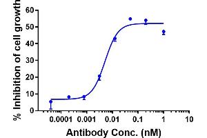 anti-AXL (Tilvestamab Biosimilar) antibody