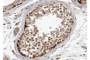ABIN6267003 at 1/100 staining human Testis tissue sections by IHC-P.