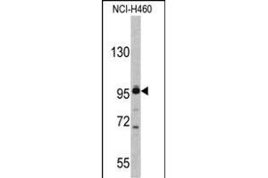 Western blot analysis of XPOT antibody (C-term) (ABIN391953 and ABIN2841751) in NCI- cell line lysates (35 μg/lane). (XPOT antibody  (C-Term))