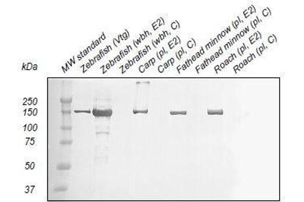 Vitellogenin antibody