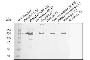 Western Blotting (WB) image for anti-Vitellogenin (VTG) antibody (ABIN123822) (Vitellogenin antibody)