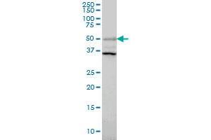 ERRFI1 antibody  (AA 111-220)