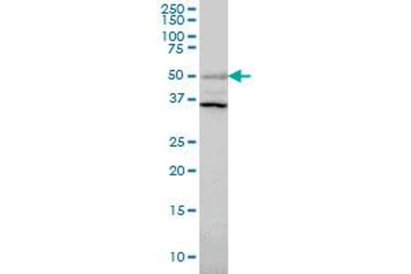 ERRFI1 antibody  (AA 111-220)
