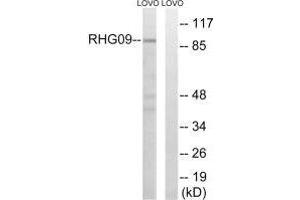 ARHGAP9 antibody