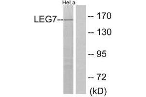 Western blot analysis of extracts from HeLa cells, using LEG7 antibody.