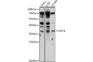 Western blot analysis of extracts of various cell lines, using VISTA antibody (ABIN6132559, ABIN6137720, ABIN6137721 and ABIN6214664) at 1:1000 dilution. (VISTA antibody  (AA 33-194))