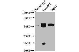 Immunoprecipitating NAMPT in MCF-7 whole cell lysate Lane 1: Rabbit control IgG instead of ABIN7161572 in MCF-7 whole cell lysate. (NAMPT antibody  (AA 1-280))