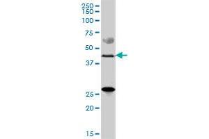 ZDHHC11 MaxPab polyclonal antibody. (ZDHHC11 antibody  (AA 1-412))