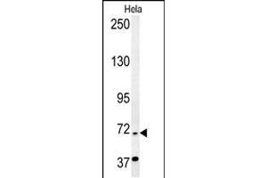 RAD26 Antibody (N-term) (ABIN654126 and ABIN2844001) western blot analysis in Hela cell line lysates (35 μg/lane).