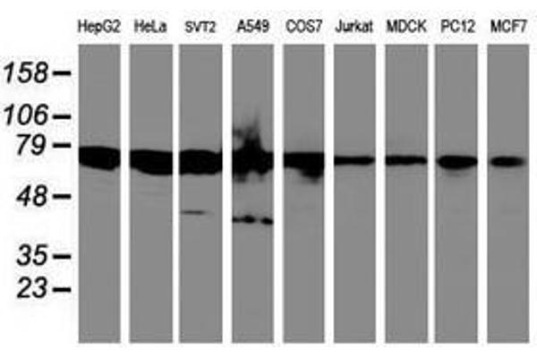 SPINT1 antibody