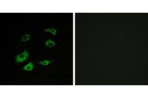 Peptide - +Immunofluorescence analysis of HepG2 cells, using Cyclosome 1 antibody. (APC1 antibody)