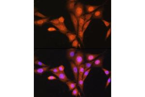 Immunofluorescence analysis of NIH/3T3 cells using  Rabbit pAb (ABIN1678763, ABIN3018040, ABIN3018041 and ABIN6220342) at dilution of 1:100. (ASNA1 antibody  (AA 1-348))