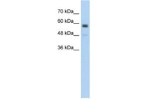 WB Suggested Anti-C9orf127 Antibody Titration:  5.