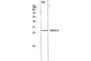 Western Blot (WB) analysis of 3T3 lysis using TNFSF15 antibody. (TNFSF15 antibody)