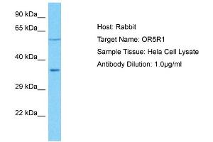 Host: Rabbit Target Name: OR5R1 Sample Type: Hela Whole Cell lysates Antibody Dilution: 1. (OR5R1 antibody  (C-Term))