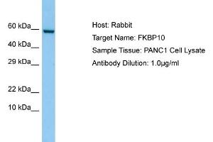 Host: RabbitTarget Name: FKBP10Antibody Dilution: 1. (FKBP10 antibody  (C-Term))