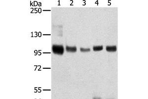 Sortilin 1 antibody