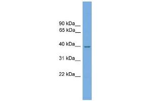 WB Suggested Anti-Nmral1 Antibody Titration: 0. (NMRAL1 antibody  (N-Term))