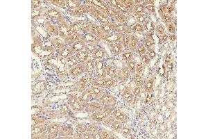 Immunohistochemical analysis of paraffin-embedded Rat-kidney tissue. (TGFBR1 antibody  (pSer165))