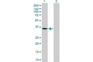 Western Blot analysis of PTGER2 expression in transfected 293T cell line by PTGER2 MaxPab polyclonal antibody.