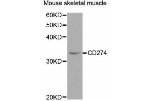 Western blot analysis of extracts of mouse skeletal muscle, using CD274 antibody (ABIN5997392) at 1/1000 dilution.